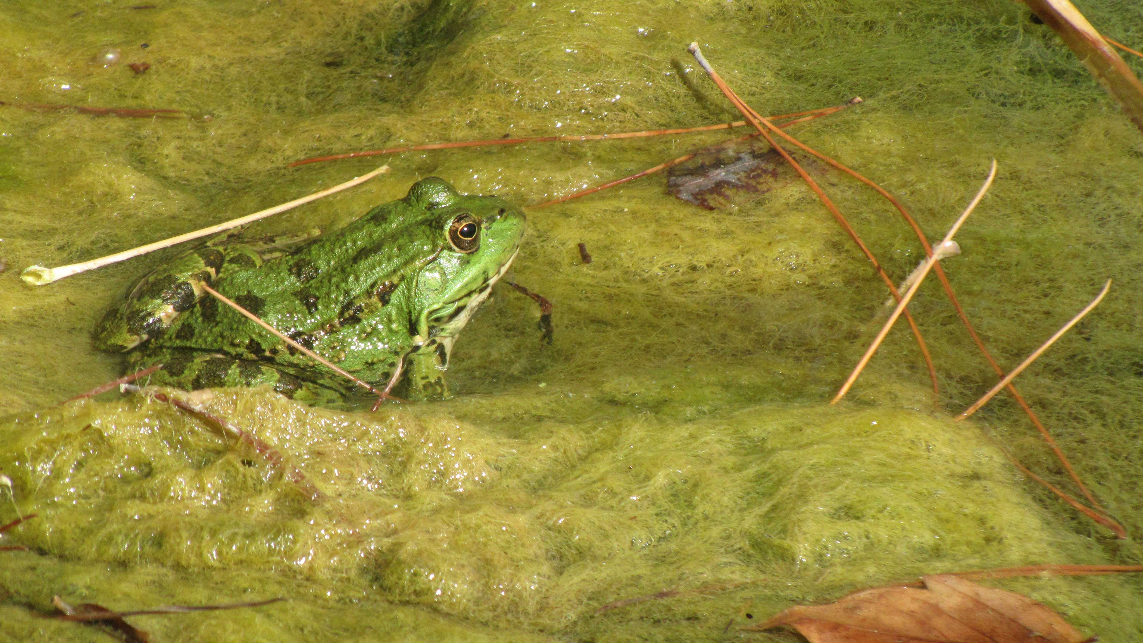 The Thoughtful Frog